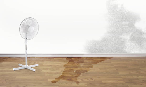 Best Local water damage restoration  in Thibodaux, LA