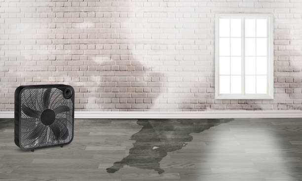 Best Flood damage cleanup  in Thibodaux, LA