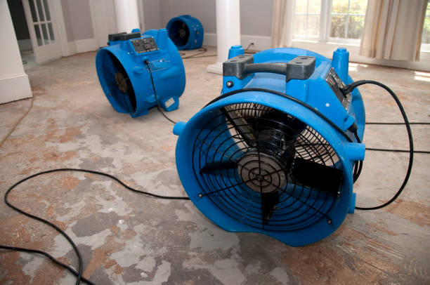 Best Mold removal after water damage  in Thibodaux, LA